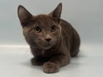 A baby small-sized female Domestic Short Hair cat named Big Cheese for adoption in Woodbury, MN