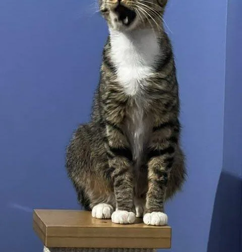 A young medium-sized female Tabby (Brown / Chocolate) Domestic Short Hair cat named Sweet Mama for adoption in Tampa, FL