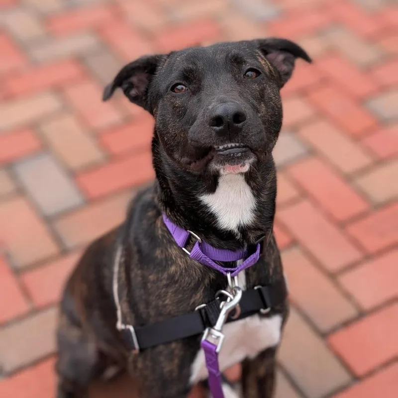 An adult medium-sized female Brindle Mixed Breed dog named Roux for adoption in Washington Township, OH