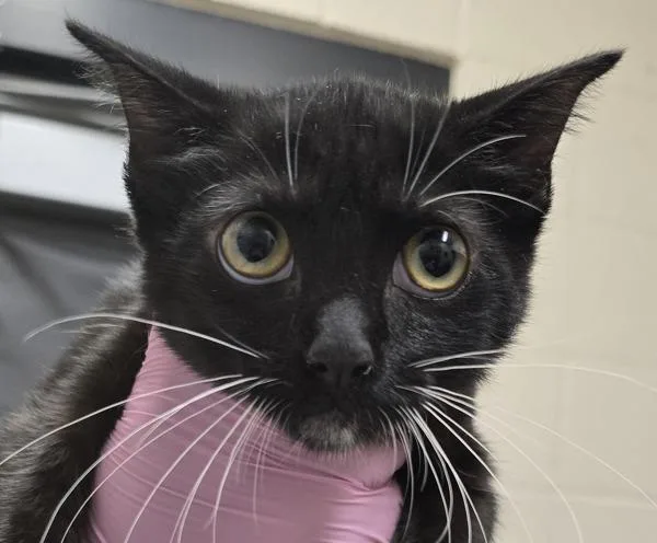 A baby small-sized female Domestic Short Hair cat named Pinot Noir for adoption in El Cajon, CA