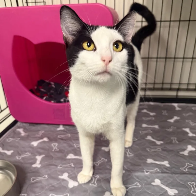 A young medium-sized female Black Domestic Short Hair cat named Purcilla for adoption in Houston, TX