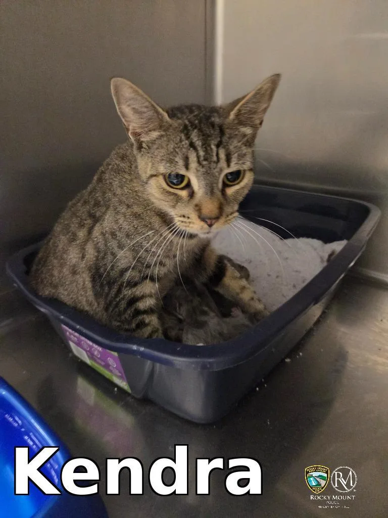 A young medium-sized female Domestic Short Hair cat named Kendra for adoption in Rocky Mount, NC