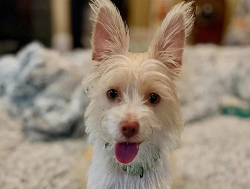A young medium-sized female Terrier dog named Josie for adoption in Sunnyvale, CA