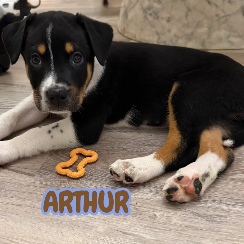 Arthur
