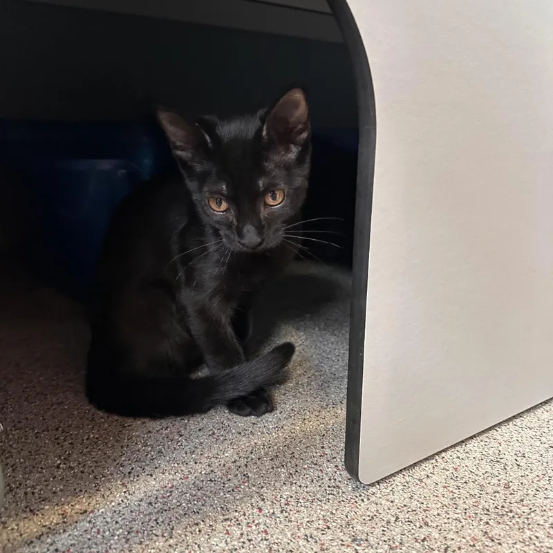 A baby small-sized female Black Domestic Short Hair cat named Caitlin for adoption in Sarasota, FL