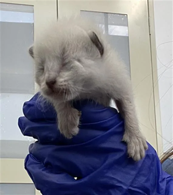 A baby medium-sized female Domestic Short Hair cat named Poppy for adoption in Dallas, TX