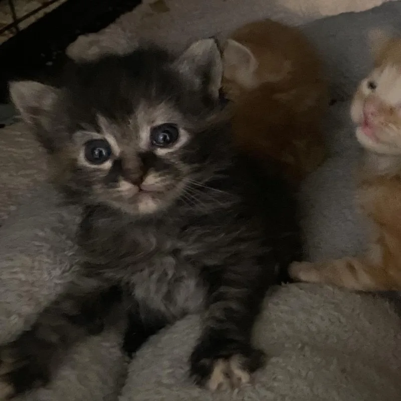 A baby small-sized female Domestic Short Hair cat named Liquidation for adoption in Stephenville, TX