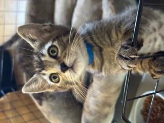 A baby medium-sized male Domestic Short Hair cat named Pirate for adoption in Camarillo, CA