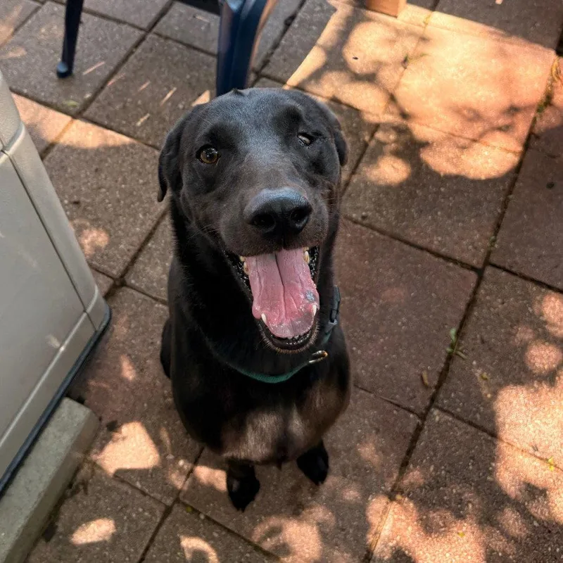 An adult medium-sized male Black Labrador Retriever dog named Brodie for adoption in Dallas, TX