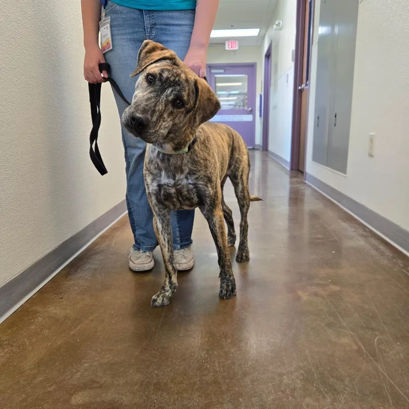 A young large-sized male Brindle Labrador Retriever dog named Captain Falcon for adoption in Albuquerque, NM