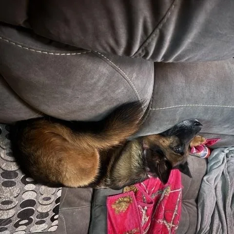 Farrah thumbnail 5