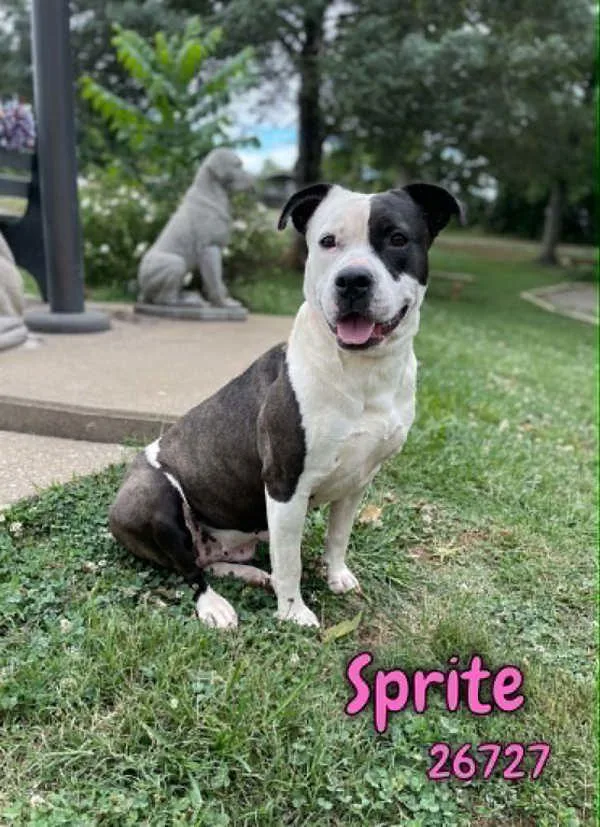 An adult large-sized female Pit Bull Terrier dog named Sprite for adoption in Oak Ridge, TN