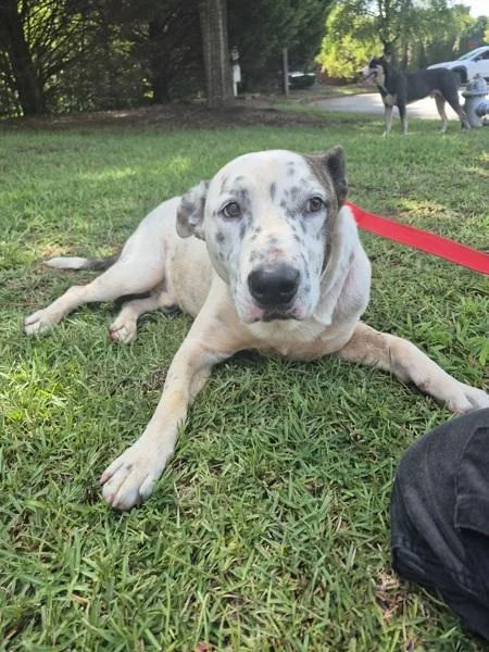 An adult large-sized male Pit Bull Terrier dog named Pen Huxley for adoption in Lawrenceville, GA