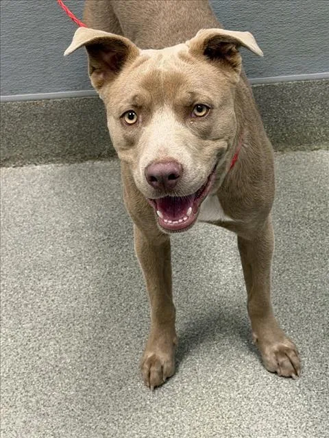 A young medium-sized female Pit Bull Terrier dog named Dorothea for adoption in Las Vegas, NV