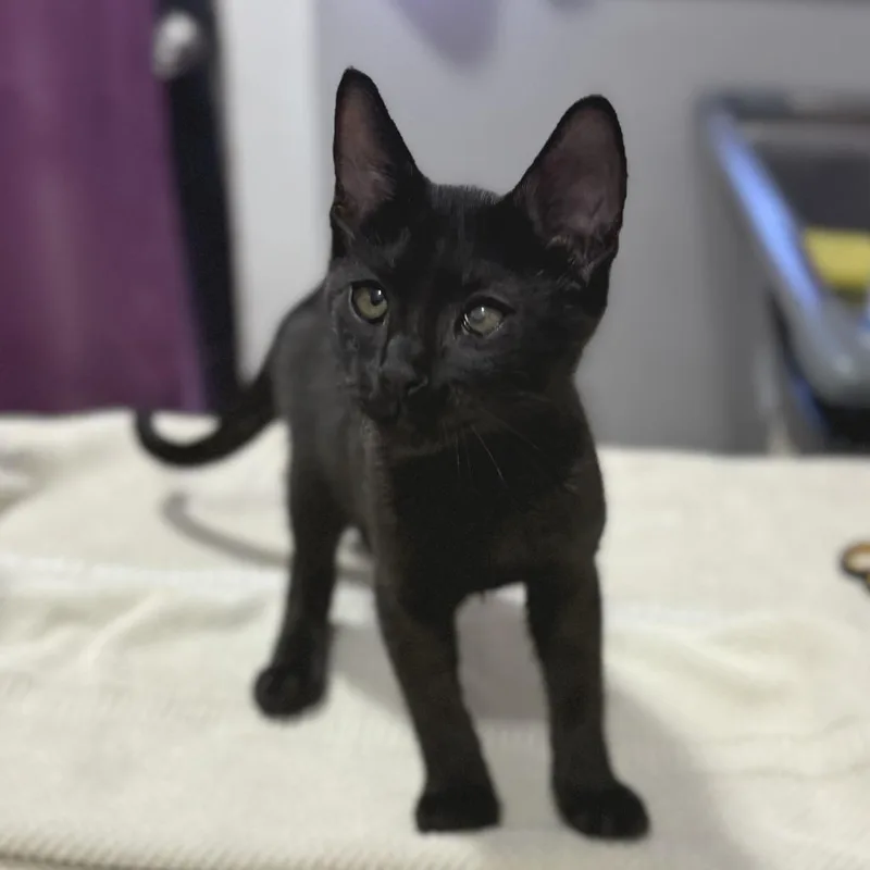 A baby small-sized male Black Domestic Short Hair cat named Friend for adoption in Los Angeles, CA