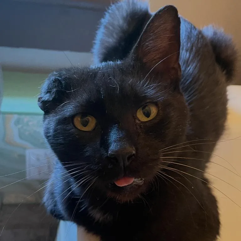 A senior small-sized male Black Domestic Short Hair cat named Van Gogh for adoption in Woodbury, NJ