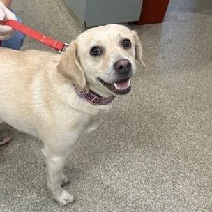 A young medium-sized female Brown / Chocolate Mixed Breed dog named Gamora for adoption in Jacksonville, FL