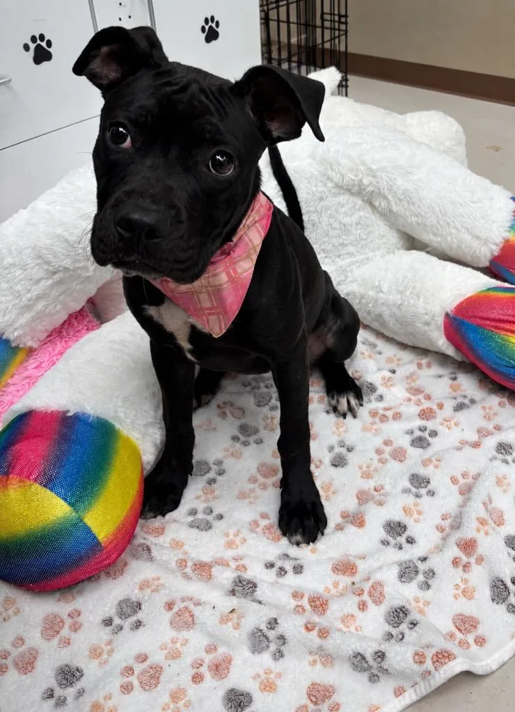 A baby medium-sized female Pit Bull Terrier dog named Esther for adoption in Findlay, OH