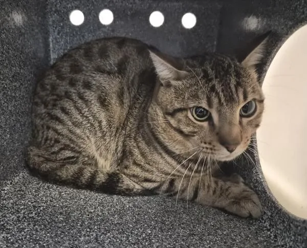Gato