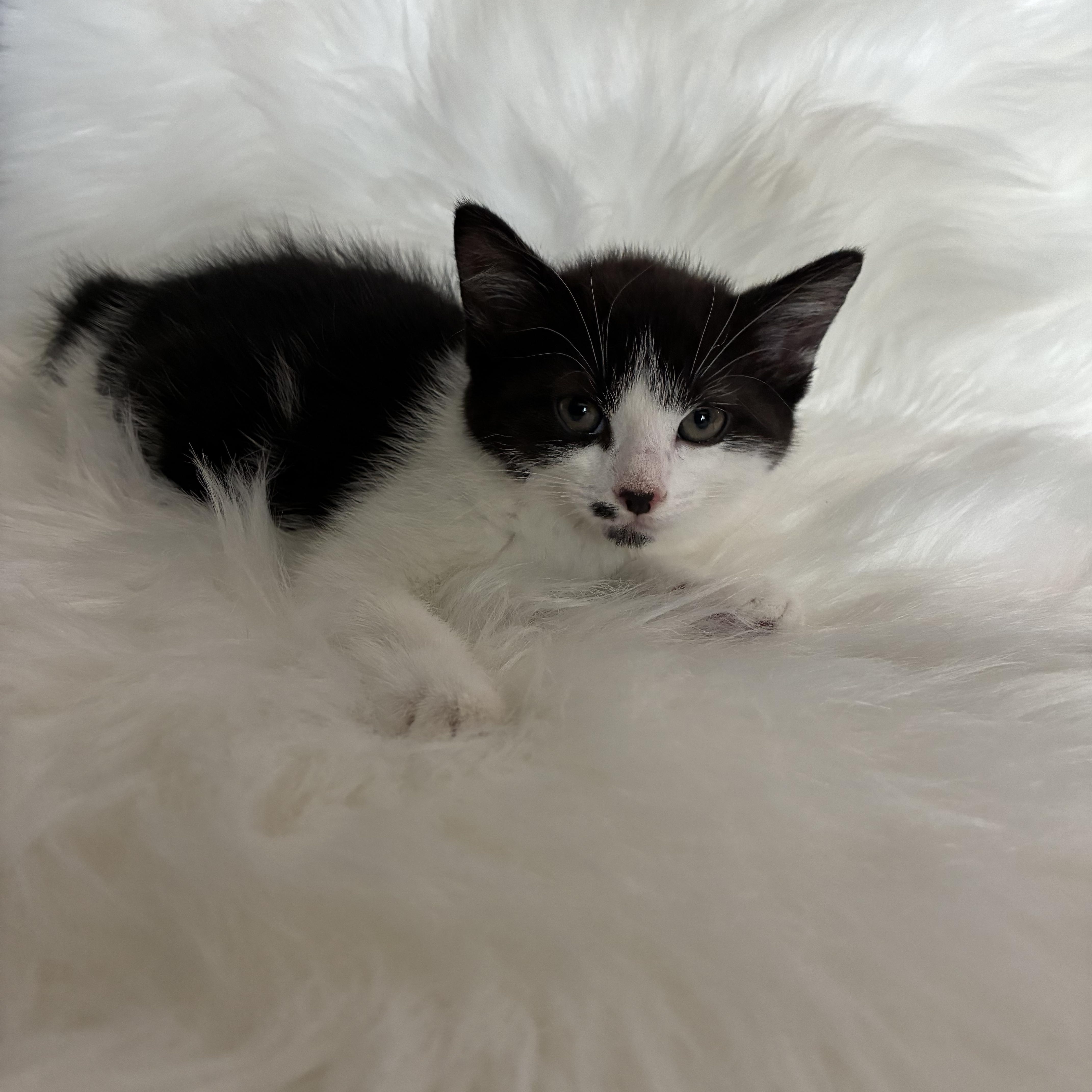 A baby medium-sized female Domestic Short Hair cat named Wonton for adoption in Columbia, MD