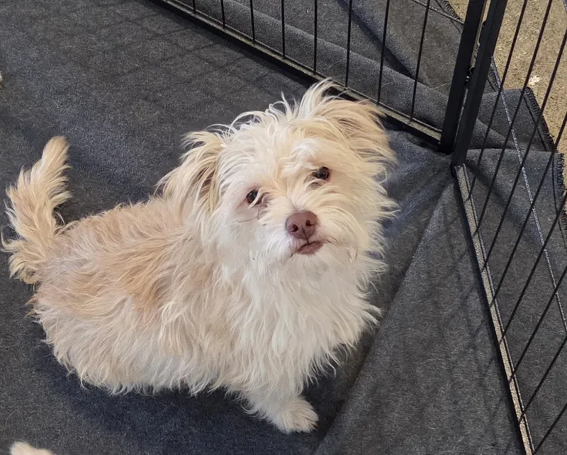 An adult small-sized female Yellow / Tan / Blond / Fawn Terrier dog named Lena for adoption in Oakdale, CA