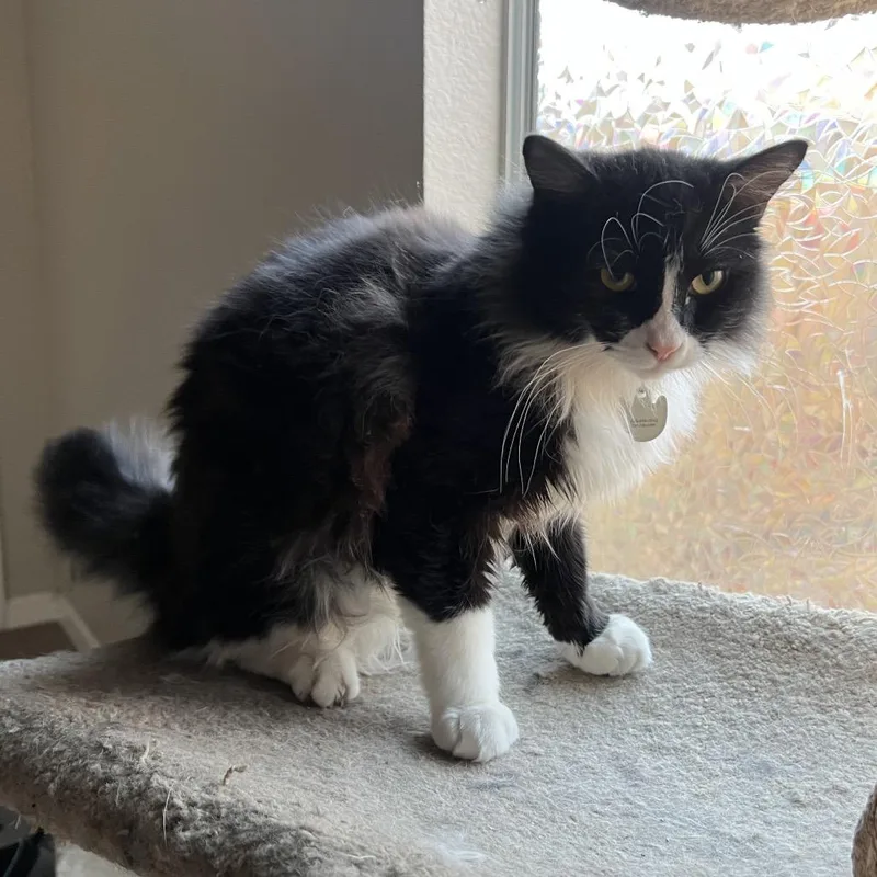 Carbonara thumbnail 2