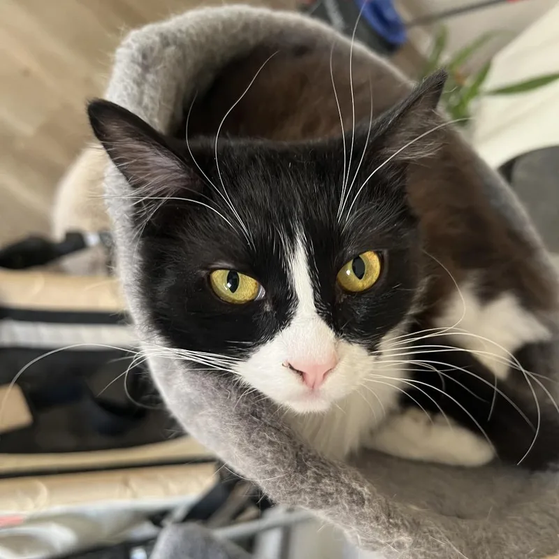 Carbonara thumbnail 3