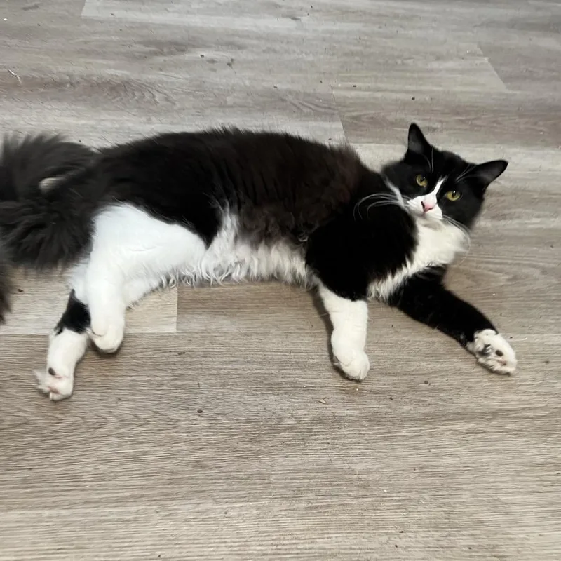 Carbonara thumbnail 4