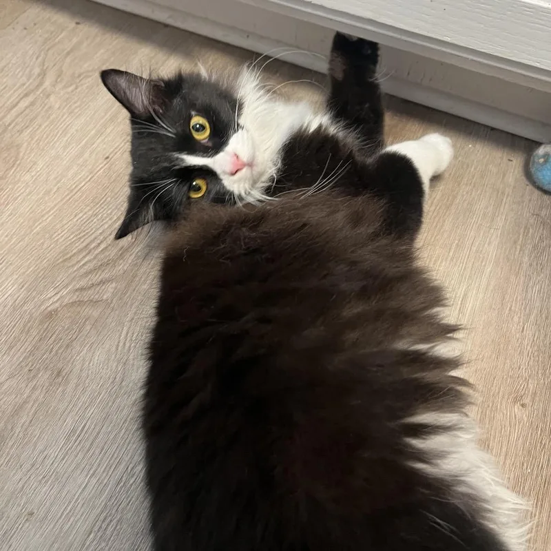 Carbonara thumbnail 5