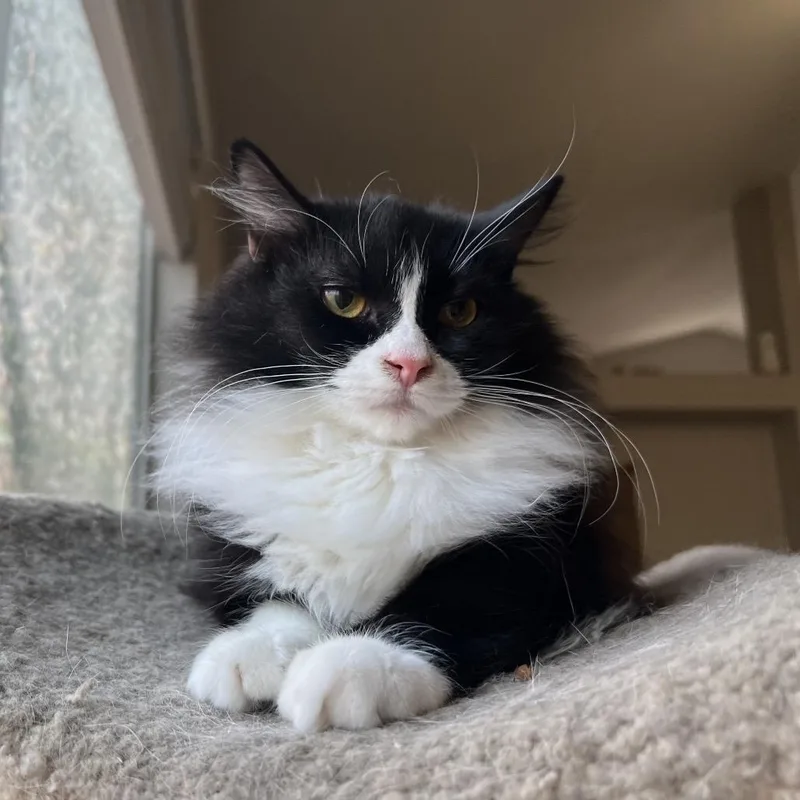 Carbonara thumbnail 6