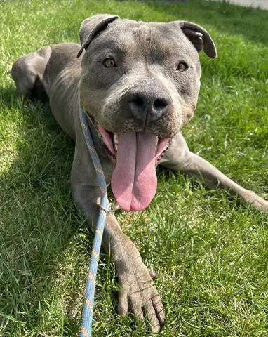 An adult large-sized male Pit Bull Terrier dog named Burrata for adoption in Dayton, OH