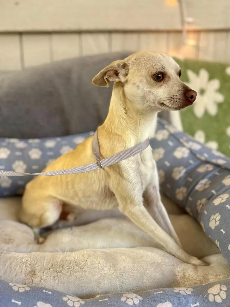 A young small-sized male Chihuahua dog named Nacho Libre for adoption in Fort Worth, TX