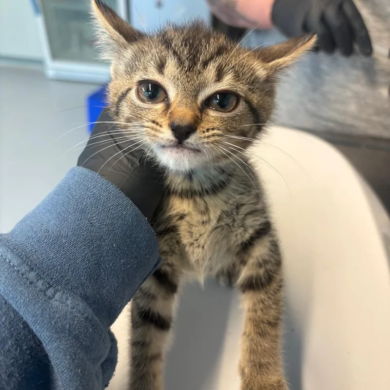 A baby small-sized female Black Domestic Short Hair cat named McSeely for adoption in Huntington, WV