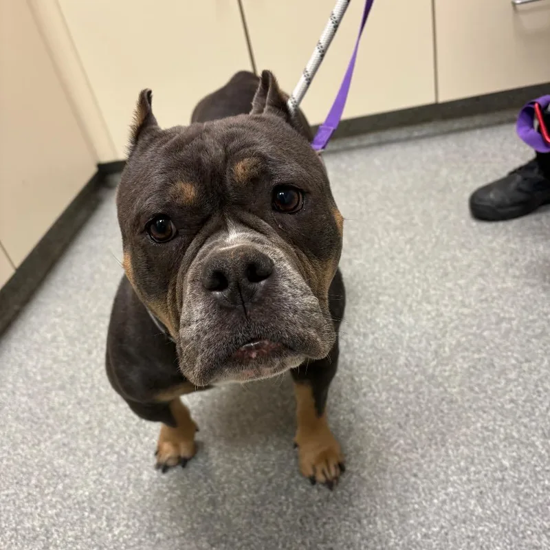 An adult medium-sized female Gray / Blue / Silver American Bulldog dog named Razzberry for adoption in Batavia, OH