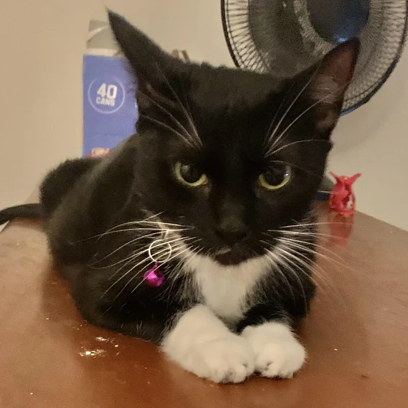 Elizabeth thumbnail 2