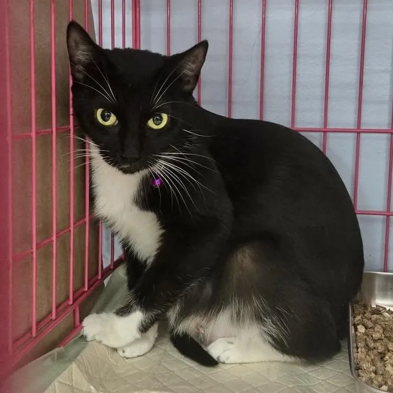 Elizabeth thumbnail 4