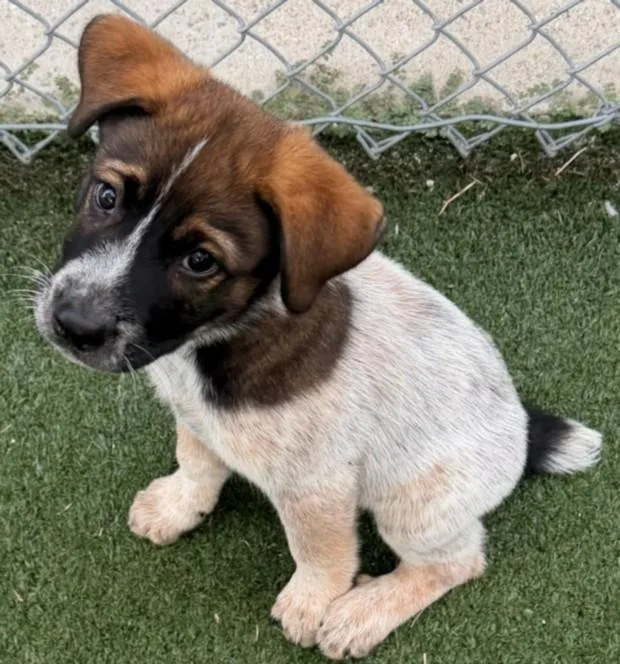 A baby small-sized male Australian Cattle Dog / Blue Heeler dog named Cowboy for adoption in Texas City, TX