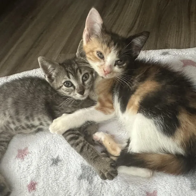A baby small-sized female White Domestic Short Hair cat named Eenie for adoption in Austin, TX