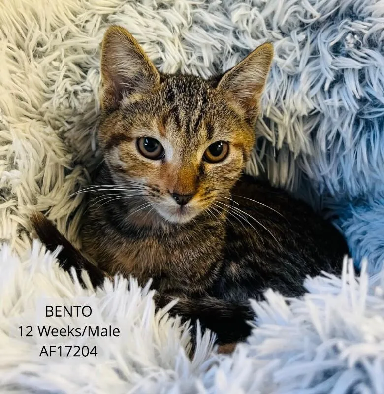 A young medium-sized male Tabby (Brown / Chocolate) Domestic Short Hair cat named Bento for adoption in Supply, NC