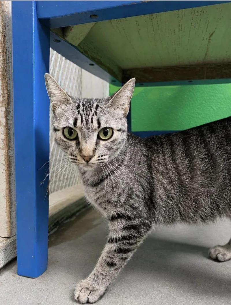 An adult medium-sized female Tabby (Gray / Blue / Silver) Domestic Short Hair cat named Poppy for adoption in Alexander City, AL