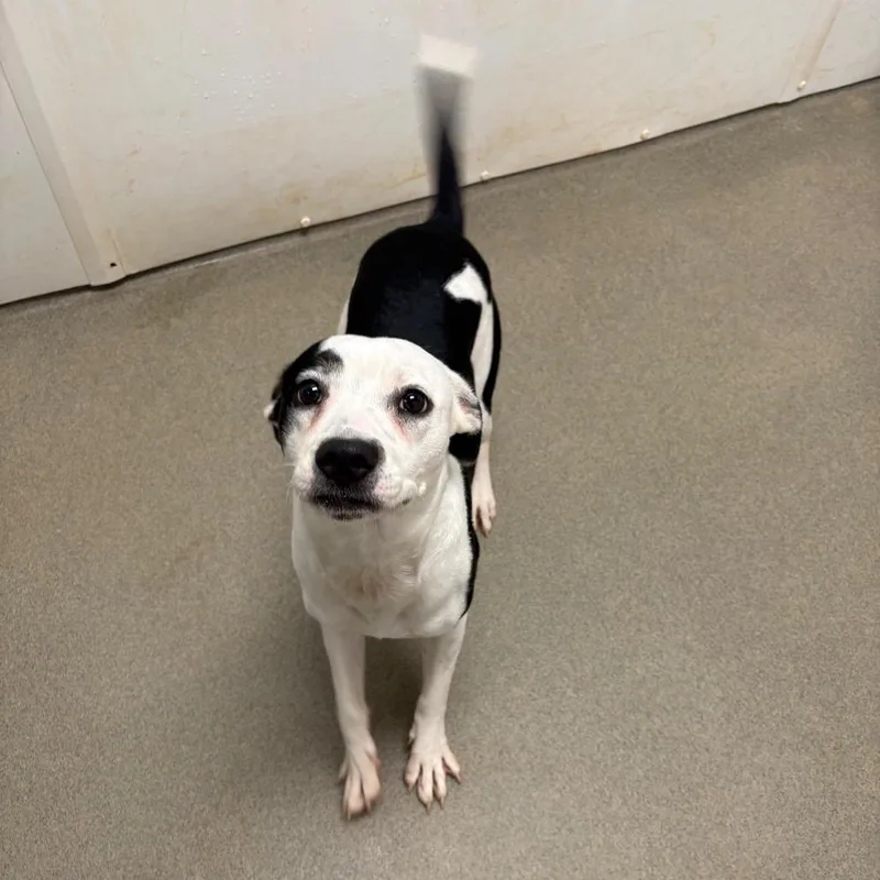A young medium-sized female White / Cream Border Collie dog named Ren for adoption in Rocky Mount, VA