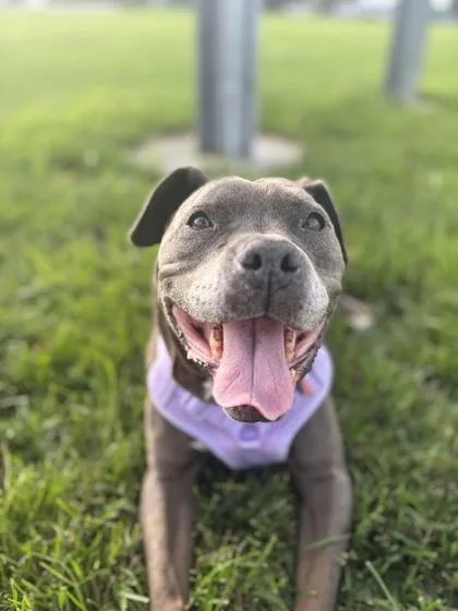 A senior medium-sized female Gray / Blue / Silver Pit Bull Terrier dog named Birdie for adoption in Kansas City, MO