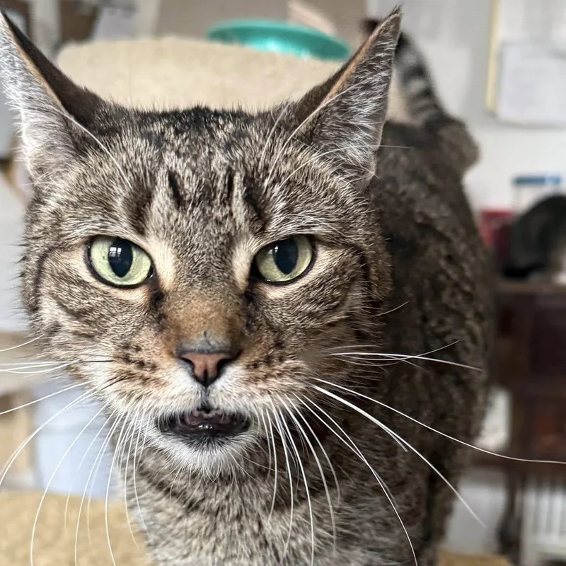 An adult medium-sized male Tabby (Brown / Chocolate) Tabby cat named Winston for adoption in Huntington, NY