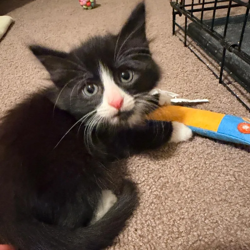 A baby small-sized male Black Domestic Medium Hair cat named Sylvester for adoption in Tacoma, WA