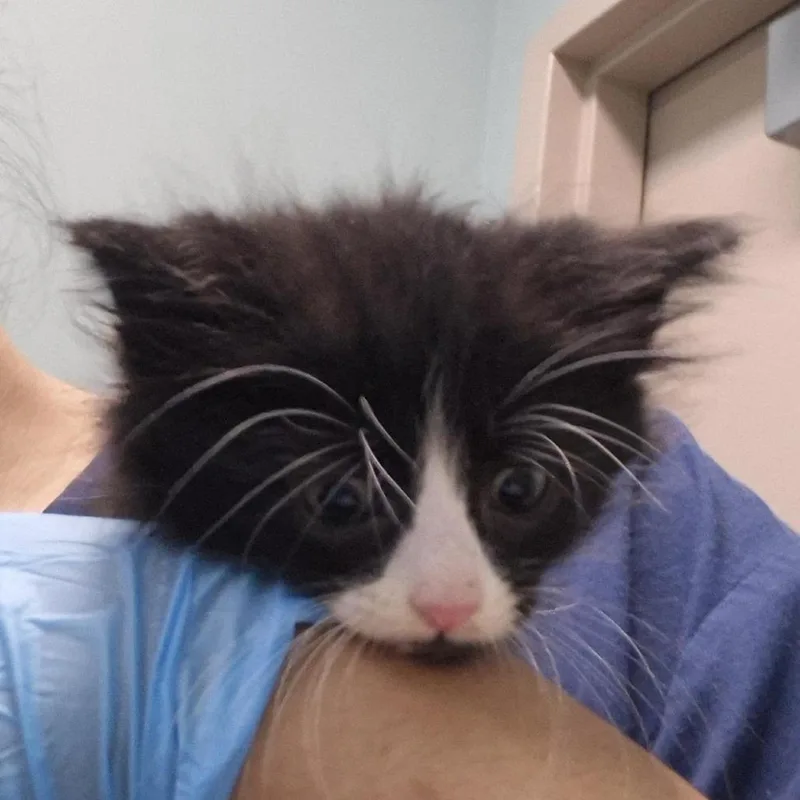 Sylvester thumbnail 2