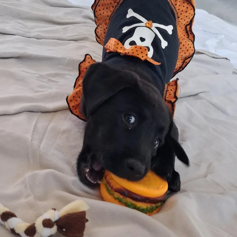 A baby medium-sized female Black Catahoula Leopard Dog named Jazz for adoption in Freeport, FL