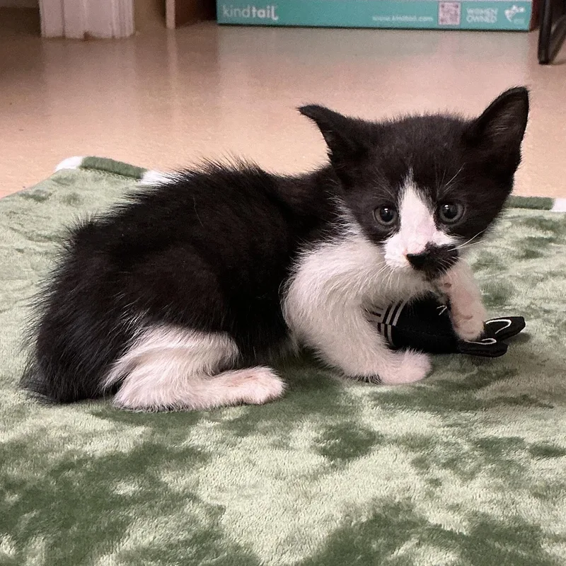 A baby small-sized male Black & White / Tuxedo Domestic Short Hair cat named Pepper for adoption in thomson, GA