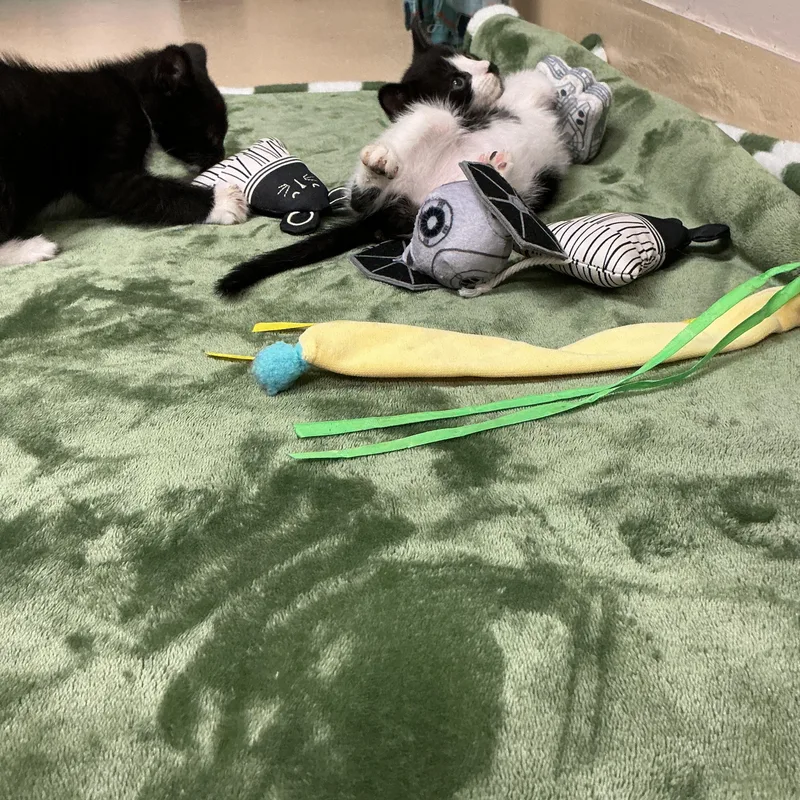 Pepper thumbnail 3