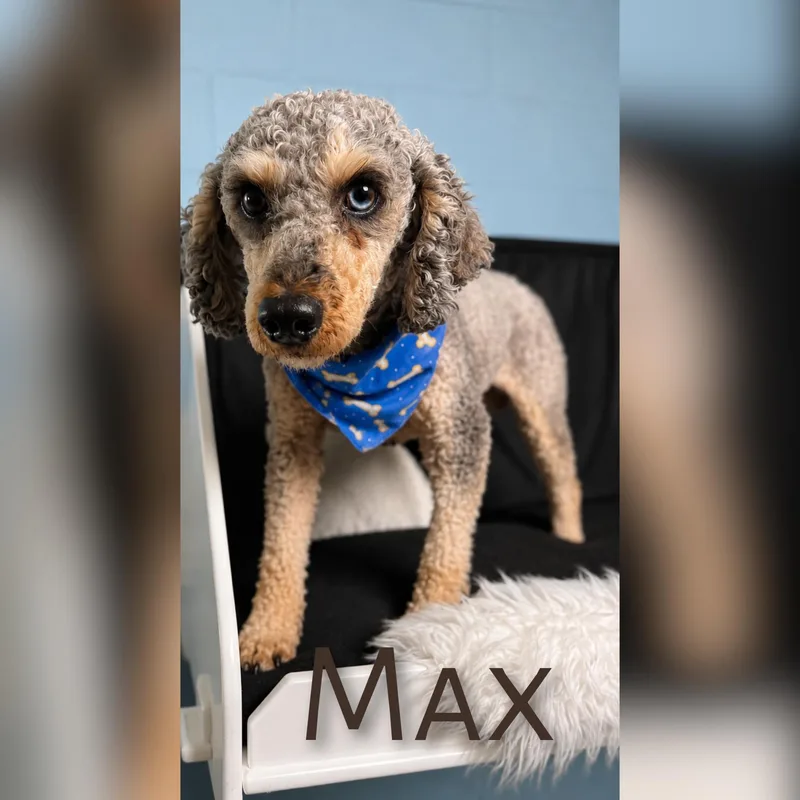 Max thumbnail 2