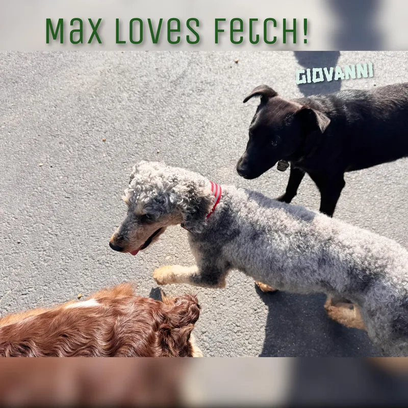 Max thumbnail 4